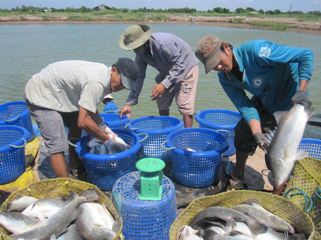 Metro giúp nông dân chuyển đổi VietGAP trong nuôi trồng thủy sản ảnh 1