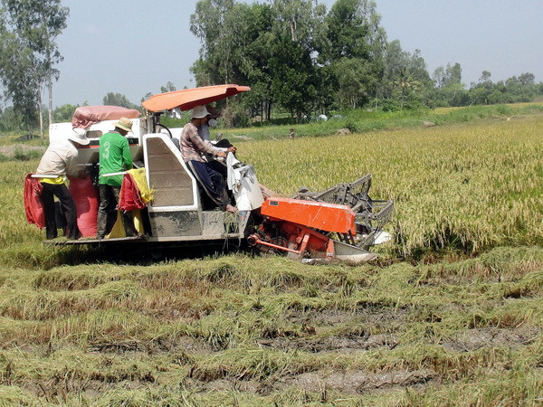 Tỉnh Sóc Trăng đạt sản lượng lúa cao nhất từ trước đến nay ảnh 1