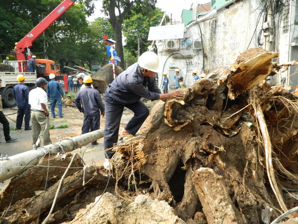TP. HCM: Đề xuất lập quỹ hỗ trợ sự cố do cây xanh gây ra ảnh 1