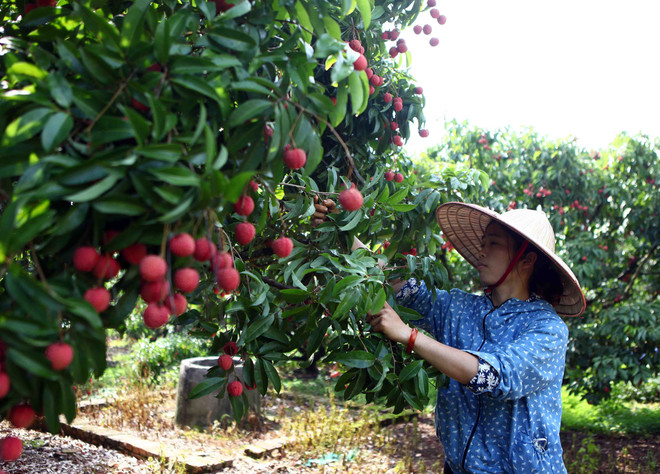 Việc tiêu thụ vải thiều niên vụ năm 2015 diễn ra rất thuận lợi ảnh 1