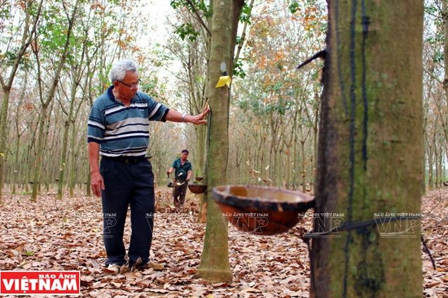 Câu chuyện của nông dân sản xuất giỏi cấp quốc gia Đỗ Văn Rồng ảnh 2