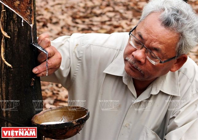 Câu chuyện của nông dân sản xuất giỏi cấp quốc gia Đỗ Văn Rồng ảnh 3