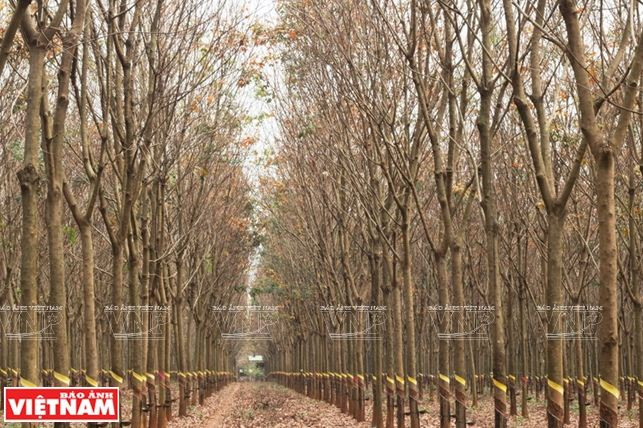 Câu chuyện của nông dân sản xuất giỏi cấp quốc gia Đỗ Văn Rồng ảnh 1