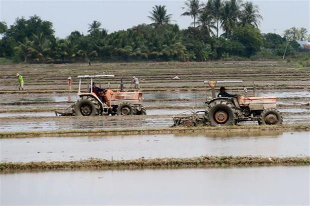 Nam Bộ, ĐBSCL triển khai kế hoạch sản xuất vụ Đông Xuân 2019-2020 ảnh 1