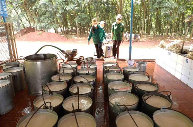 Hoạt động xuất khẩu cao su bị ảnh hưởng do như cầu giảm ảnh 1