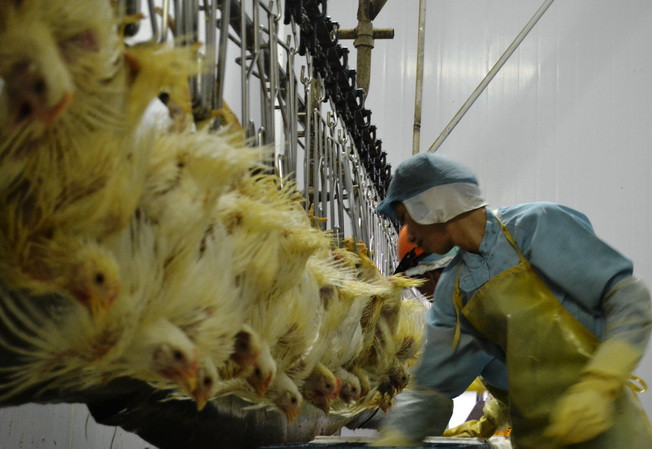 Mở thêm nhà máy chế biến để tăng lượng gà xuất khẩu sang Nhật ảnh 1