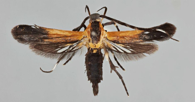 Costa Rica công bố phát hiện thêm hai loài bướm đêm mới ảnh 1