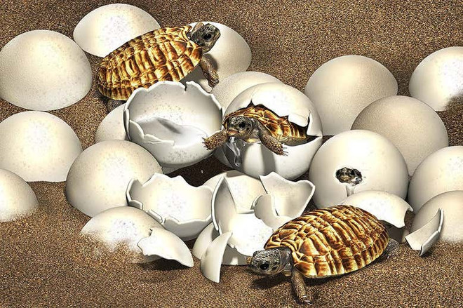 Trứng hóa thạch vẫn còn phôi thai của loài rùa khổng lồ thời tiền sử ảnh 1