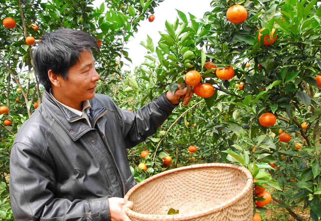 Nghệ An: Cam Xã Đoài đắt hàng dù giá hơn 70.000 đồng một quả ảnh 1