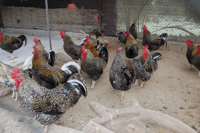 Năm Đinh Đậu ngắm bộ sưu tập gà khủng của "Vua chim Bắc Bộ" ảnh 1