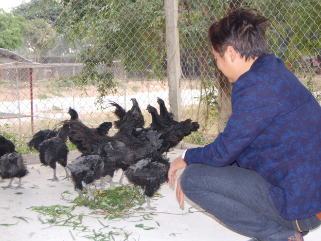 Năm Đinh Đậu ngắm bộ sưu tập gà khủng của "Vua chim Bắc Bộ" ảnh 2