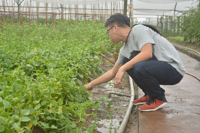 Nhóm du học sinh đánh liều với giấc mơ trồng rau sạch ảnh 2