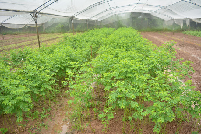 Nhóm du học sinh đánh liều với giấc mơ trồng rau sạch ảnh 4