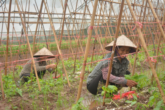 Nhóm du học sinh đánh liều với giấc mơ trồng rau sạch ảnh 3