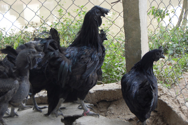 Năm Đinh Đậu ngắm bộ sưu tập gà khủng của "Vua chim Bắc Bộ" ảnh 4