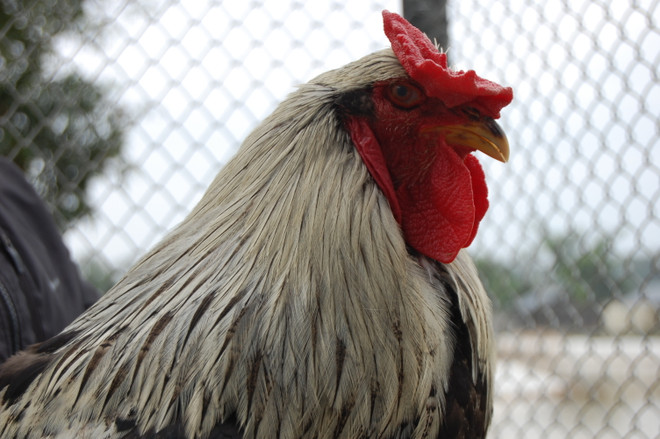 Năm Đinh Đậu ngắm bộ sưu tập gà khủng của "Vua chim Bắc Bộ" ảnh 5