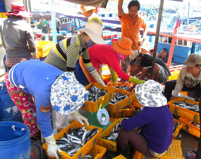 Ngư dân Phú Yên trúng đậm các loại cá khai thác gần bờ ảnh 1
