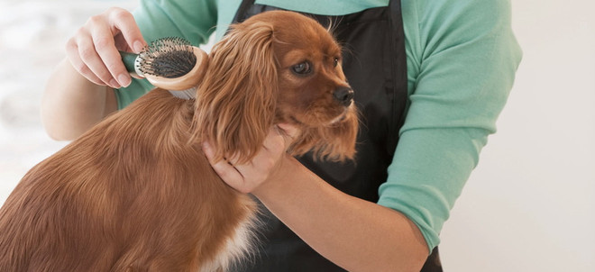 Người Italy chi nhiều tiền cho động vật nuôi hơn là làm đẹp ảnh 1