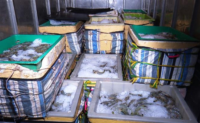 Cà Mau phát hiện vụ vận chuyển hơn 1 tấn tôm nguyên liệu chứa tạp chất ảnh 1