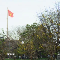 Sắc vàng nở rộ trong không gian cổ kính, trầm mặc của Đại Nội Huế tạo nên nét thơ mang hơi ấm của mùa Xuân. (Ảnh: Văn Dũng/TTXVN)