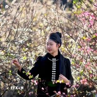 Du khách tham quan vườn mận đang bung nở tại bản Hôm, phường Chiềng Cơi, tỉnh Sơn La. (Ảnh: Quang Quyết/TTXVN)