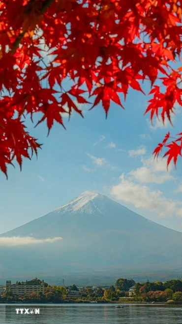 Biểu tượng của Nhật Bản mang vẻ đẹp trầm mặc mỗi độ Thu về. (Ảnh: Xuân Giao/TTXVN)