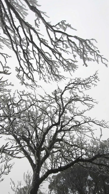 Trên đỉnh núi Phia Oắc, băng giá đã phủ trắng những cành cây. (Ảnh: TTXVN phát)