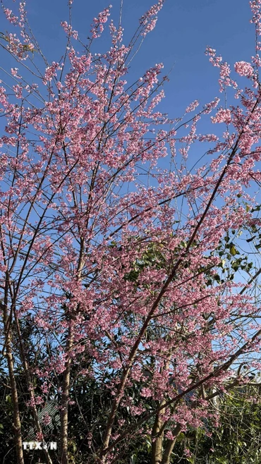 Hoa anh đào nở rộ tại xã Măng Ri, tỉnh Quảng Ngãi, nơi được biết đến là “thủ phủ” của cây sâm Ngọc Linh. (Ảnh: Cao Nguyên/TTXVN)