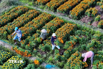 Làng hoa Tân Ba nằm bên tỉnh lộ 743B, thuộc địa phận khu phố Tân Ba (phường Thái Hòa, thành phố Tân Uyên) có diện tích 10 ha, được biết đến là “thủ phủ” trồng hoa của tỉnh Bình Dương. (Ảnh: Hồng Đạt/TTXVN)