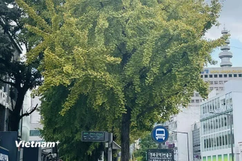Seoul có thể sẽ phải chờ đón mùa lá vàng đến muộn trong tháng 11 tới. (Ảnh: Lan Lê Thúy/Vietnam+)