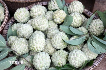 Na Lạng Sơn nổi tiếng với mẫu mã đẹp, vị ngọt thanh mát, cùi dầy ít hạt, hàm lượng dinh dưỡng cao. (Ảnh: Văn Đạt/TTXVN)