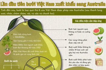 Lần đầu tiên bưởi Việt Nam xuất khẩu sang Australia