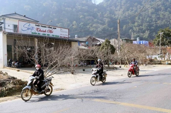 Người dân vận chuyển những cành đào của gia đình để cung cấp cho thương lái tại khu vực xã Lóng Luông, huyện Vân Hồ. (Ảnh: Quang Quyết/TTXVN)