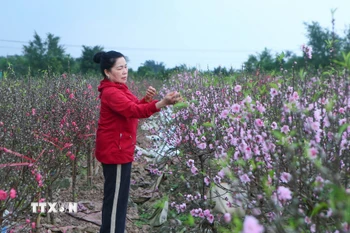 Do thời tiết không thuận cùng việc nhuận hai tháng 6 khiến khoảng 20ha đào tại phường Vị Khê nở hoa sớm. (Ảnh: Công Luật/TTXVN)