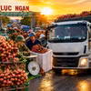 Hàng nghìn xe chở vải nối đuôi nhau, thủ phủ vải thiều Lục Ngạn bước vào mùa cao điểm