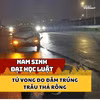 Nam sinh Đại học Luật tử vong do lái xe đâm trúng trâu thả rông 