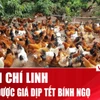 Gà đồi Chí Linh được giá, thương lái đổ về “săn hàng” dịp trước Tết Bính Ngọ 2026