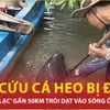 Giải cứu cá heo bị chĩa đâm trôi dạt vào sông ở Cà Mau