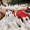 Trải nghiệm “massage vịt” và cưỡi trâu độc nhất tại Phong Nha 
