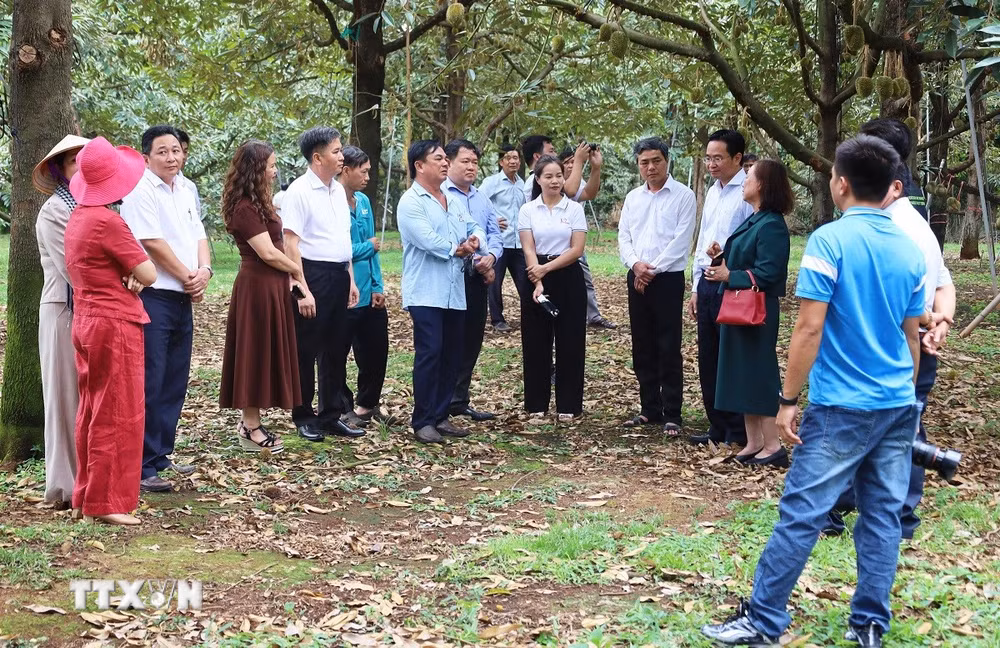 ttxvn-sau-rieng-dong-nai-1.jpg