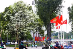 Hoa sưa bung sắc trắng tinh khôi khắp phố phường Hà Nội