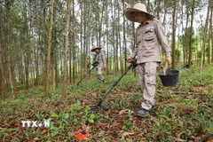 Rà phá, bom mìn đem lại đất sản xuất cho nhân dân Quảng Trị. (Ảnh: Minh Đức/TTXVN)
