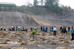 Huyện Ba Chẽ sẽ trồng tập trung khoảng 5.000ha. (Ảnh minh họa: Văn Đức/TTXVN)
