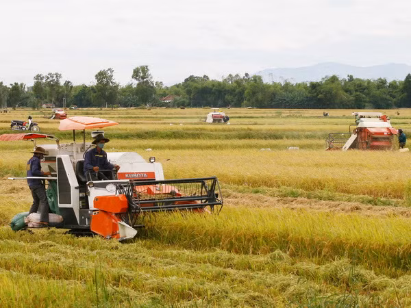 Lúa Hè Thu đầu vụ được giá, thương lái tranh nhau đặt hàng ảnh 1