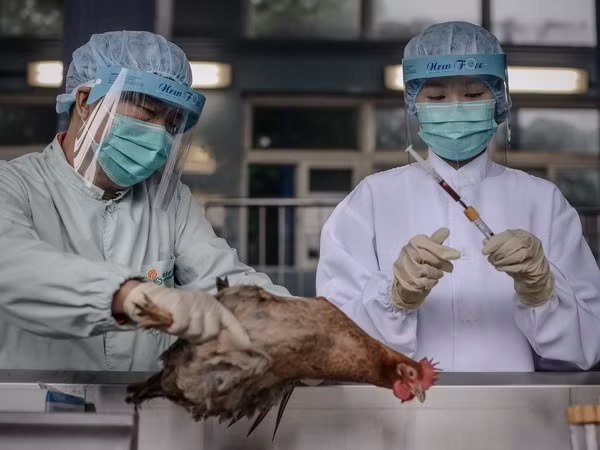 Trung Quốc phát hiện thêm bệnh nhân nhiễm cúm H7N9 ảnh 1
