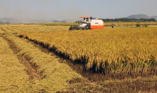 Các tỉnh phía Bắc triển khai sản xuất vụ Hè Thu và vụ Mùa ảnh 1