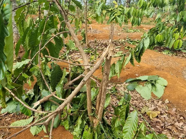 Gia Lai: Điều tra, xác minh vụ chặt phá vườn càphê của người dân ảnh 1