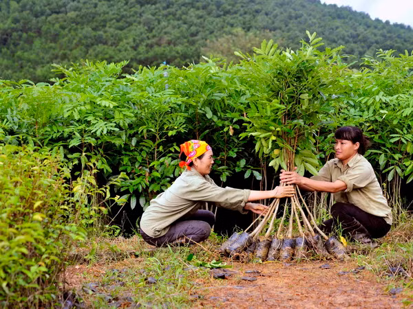 Vượt nhiều chỉ tiêu trong Chiến lược phát triển lâm nghiệp 2006-2020 ảnh 1