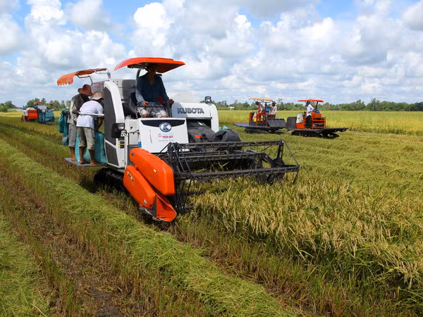 Năng suất lúa Hè Thu tại Cần Thơ tăng vượt mức dự kiến ảnh 1
