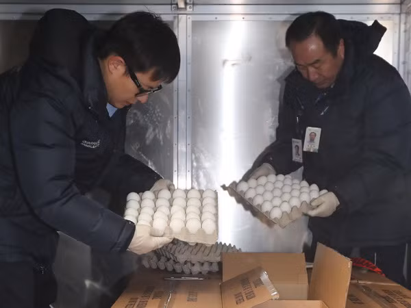 Hàn Quốc nhập khẩu 100 tấn trứng do thiếu hàng vì cúm gia cầm ảnh 1